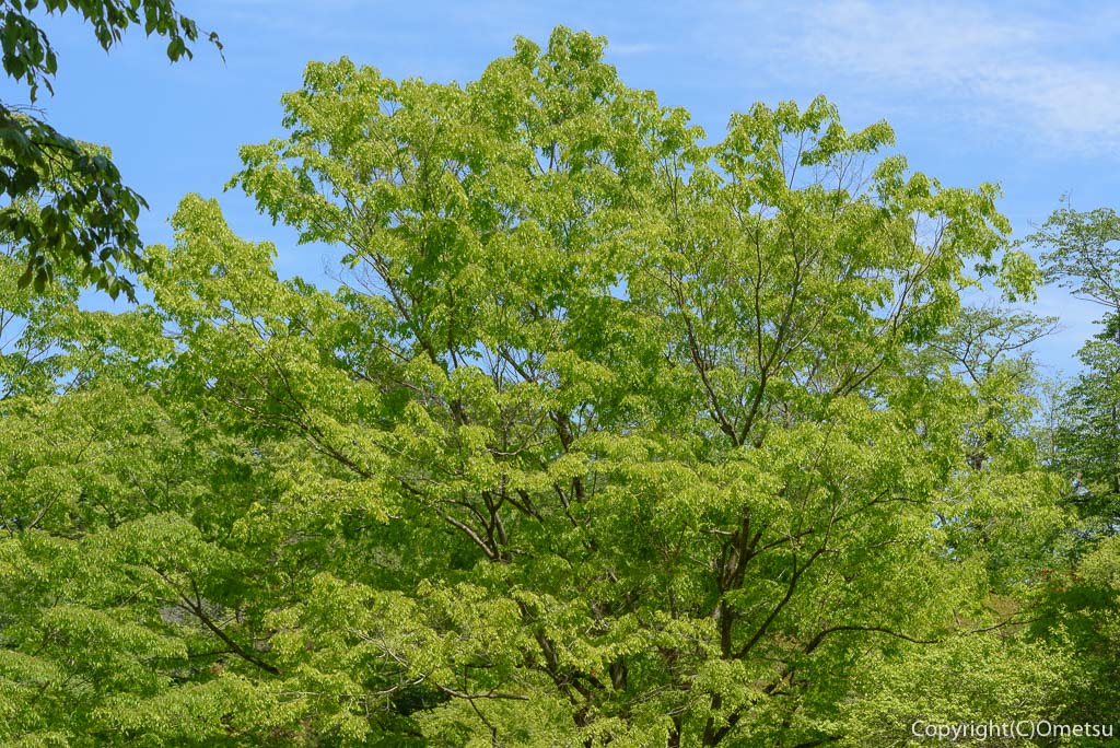 あきる野市・小峰公園の新緑