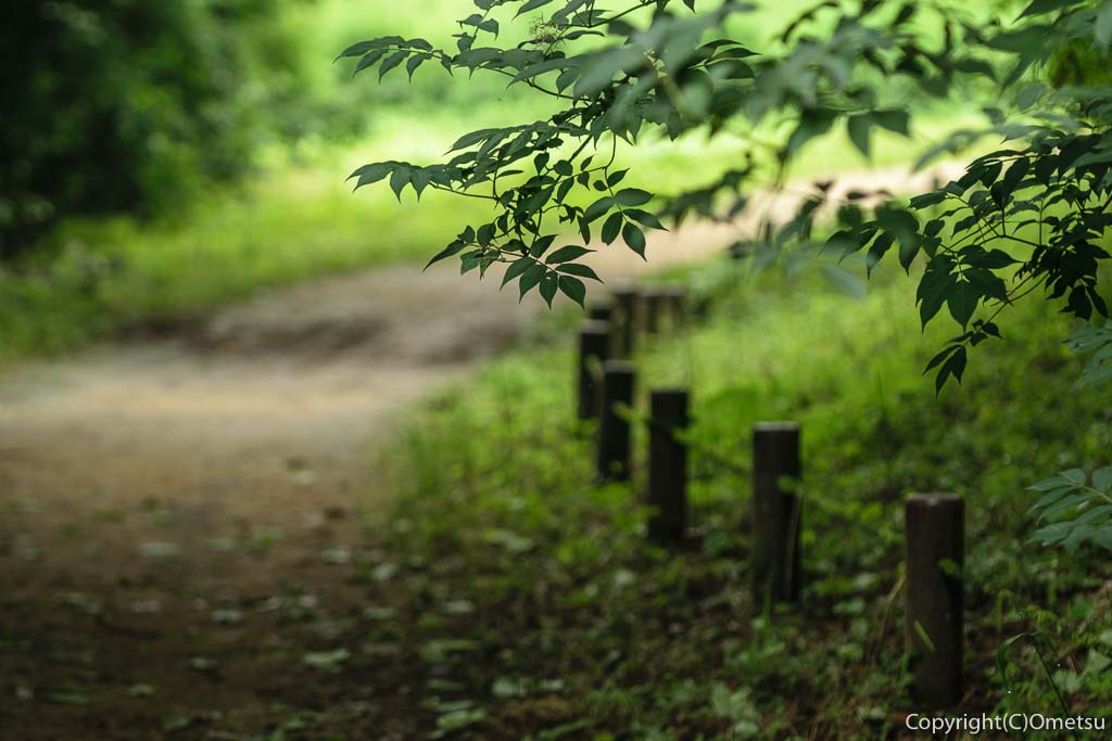 瑞穂町 都立野山北・六道山公園の、遊歩道