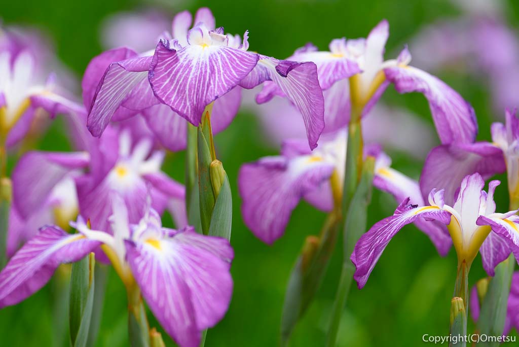 青梅市・吹上しょうぶ公園の紫色の菖蒲