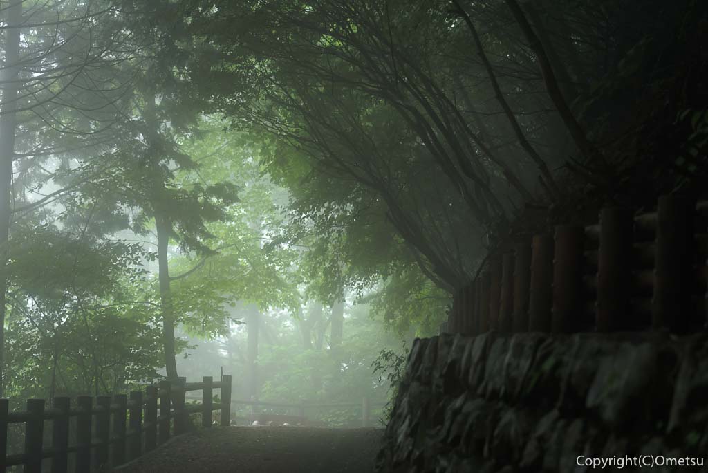 東京都・檜原都民の森の、霧の遊歩道
