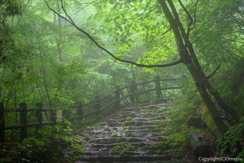 東京都・檜原都民の森の、霧の登山道