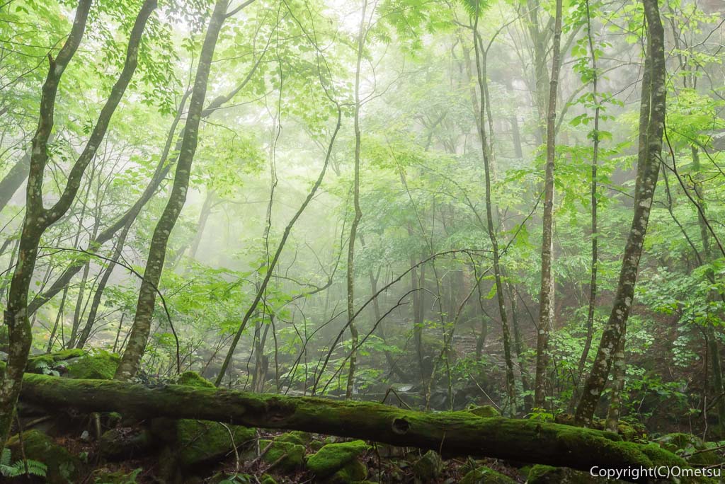 東京都・檜原都民の森の、霧の森