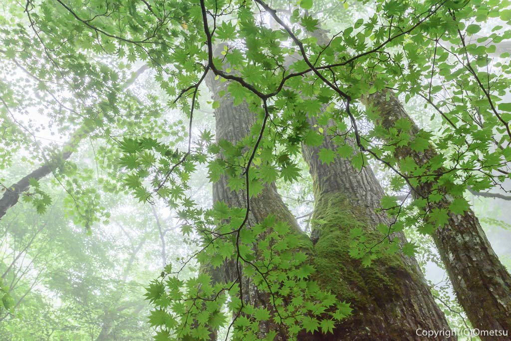 東京都・檜原都民の森の、カツラの巨木