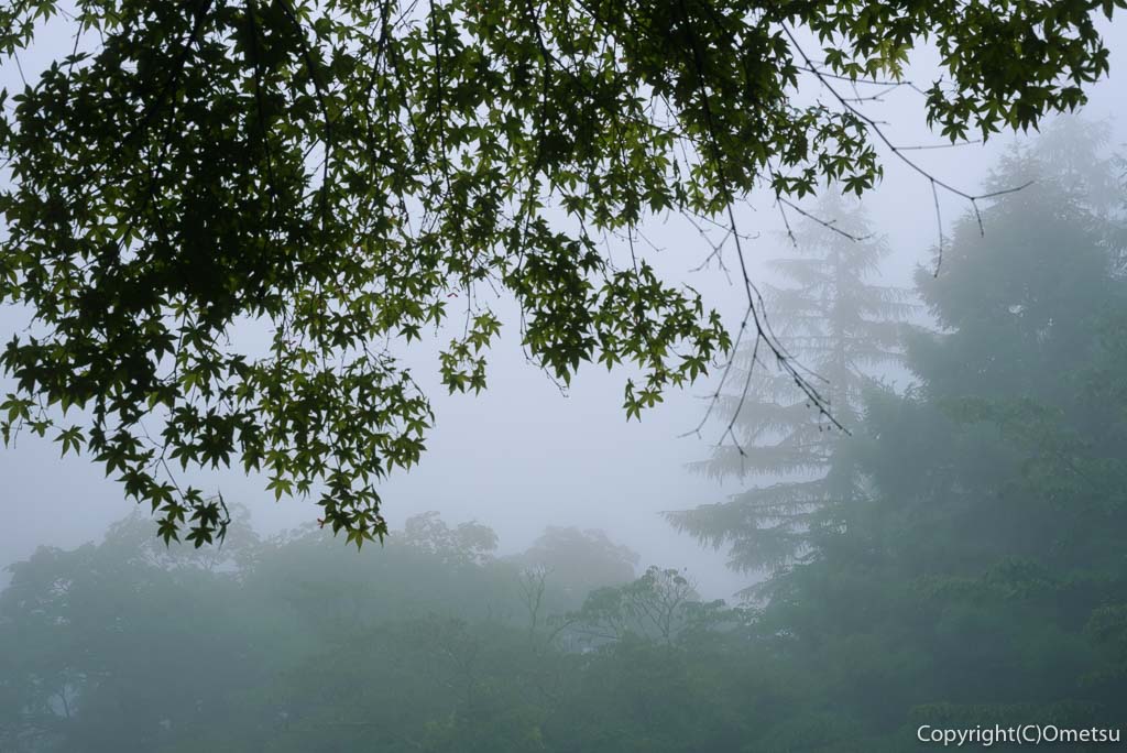 東京都・檜原都民の森の、霧の森