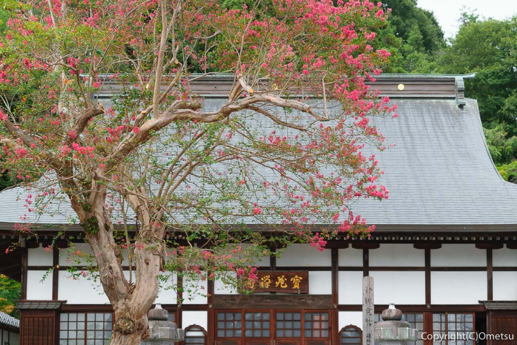 あきる野市・宝蔵寺・本堂と、サルスベリの木