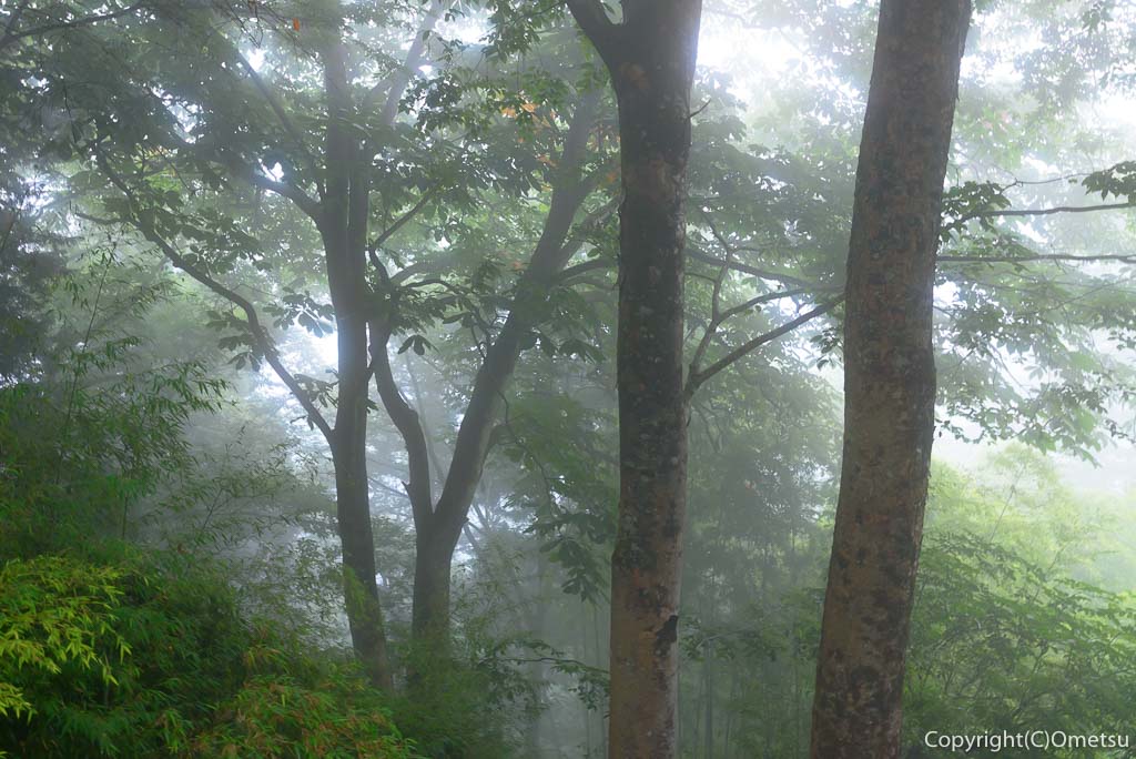 青梅市・御岳山・武蔵御嶽神社の、霧の森