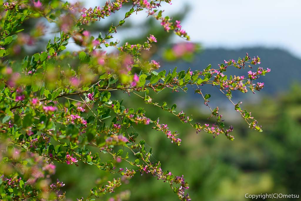 青梅市・吉野梅郷「梅の公園」の、萩の花