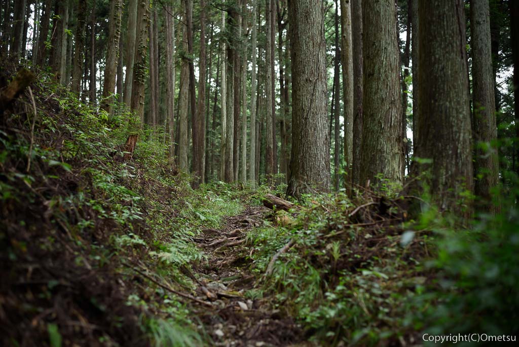 東京都・檜原村の、浅間嶺・登山道の森