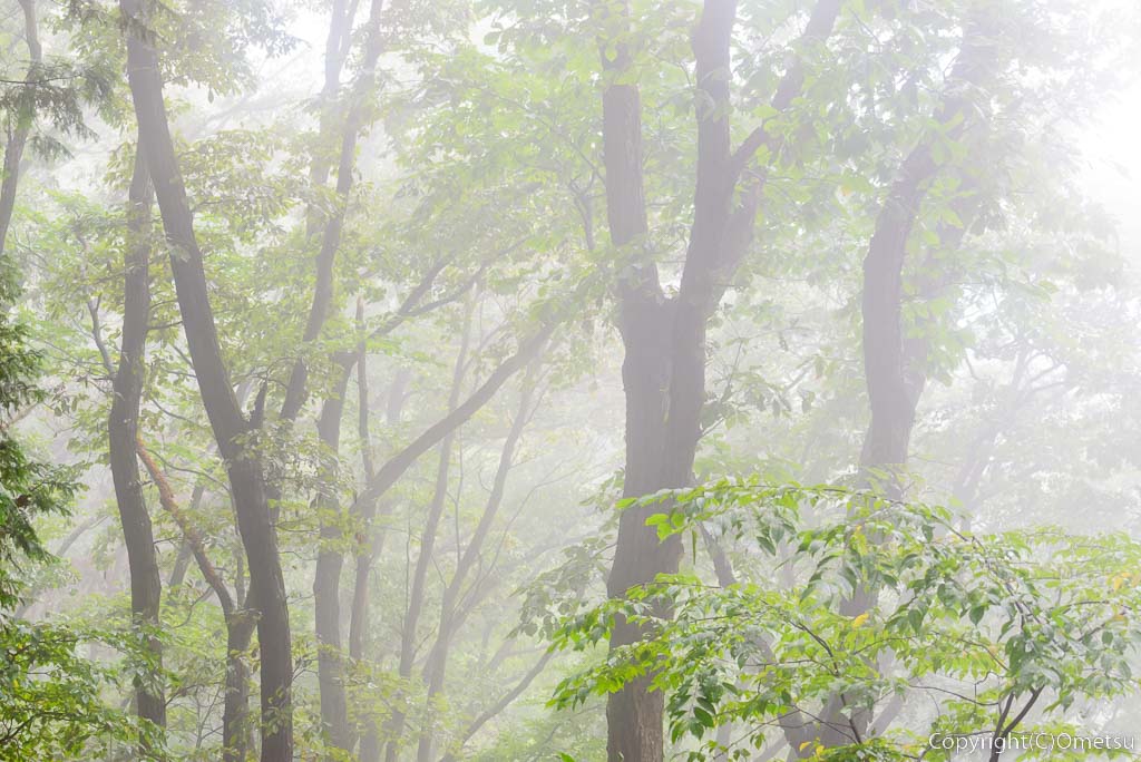 東京都・檜原村の、浅間嶺の広葉樹林