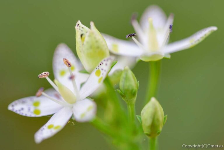 青梅市・御岳渓谷のアケボノソウ