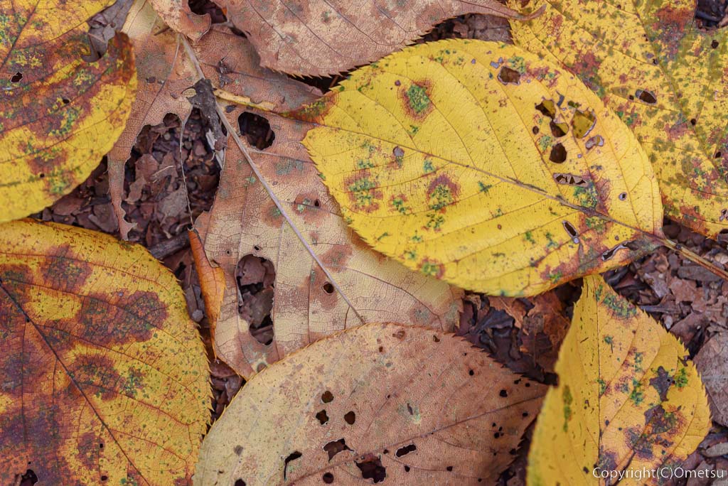 青梅市・長渕丘陵ハイキングコースの、黄葉の落ち葉