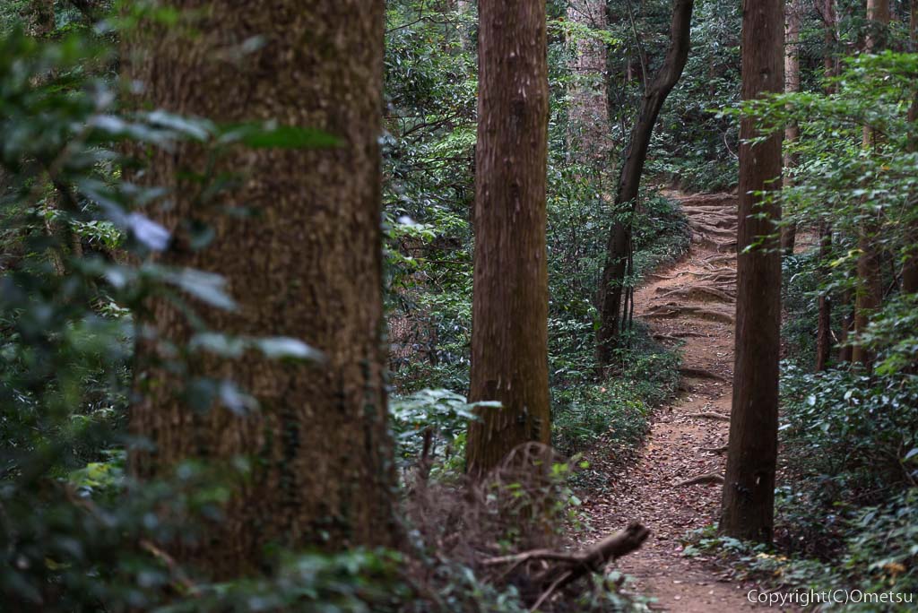 青梅市・長渕丘陵ハイキングコースの、林の道