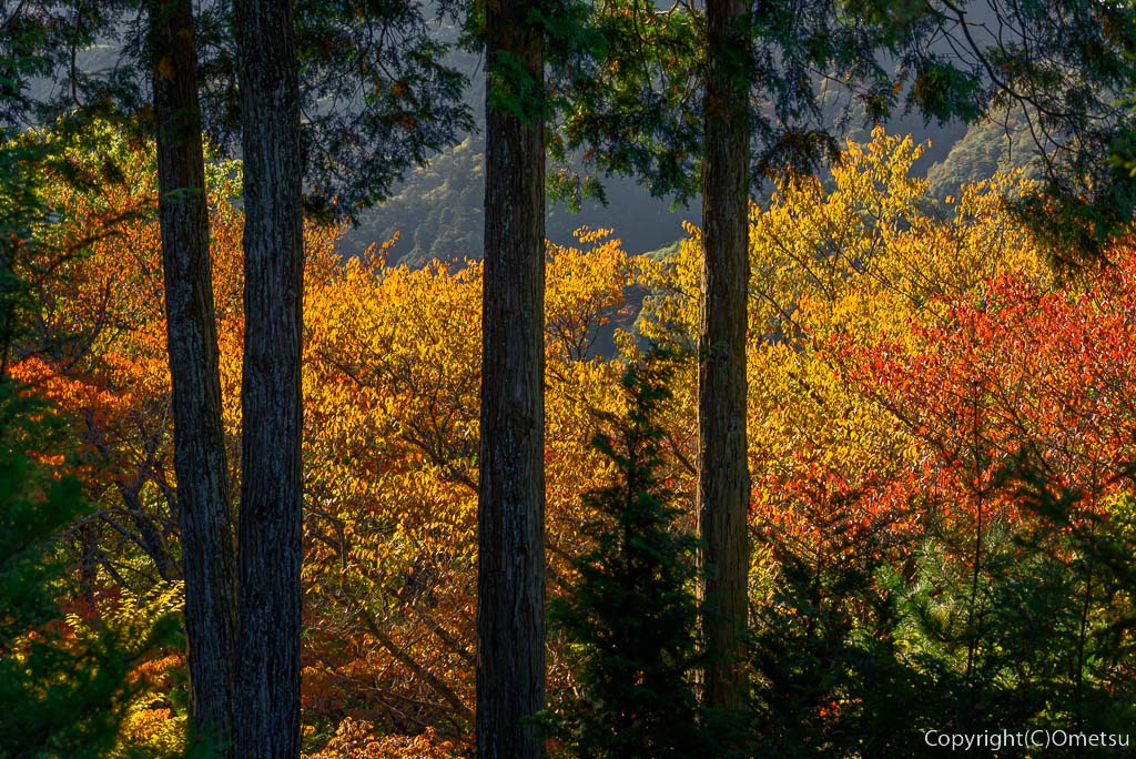 日の出山・山頂の、紅葉