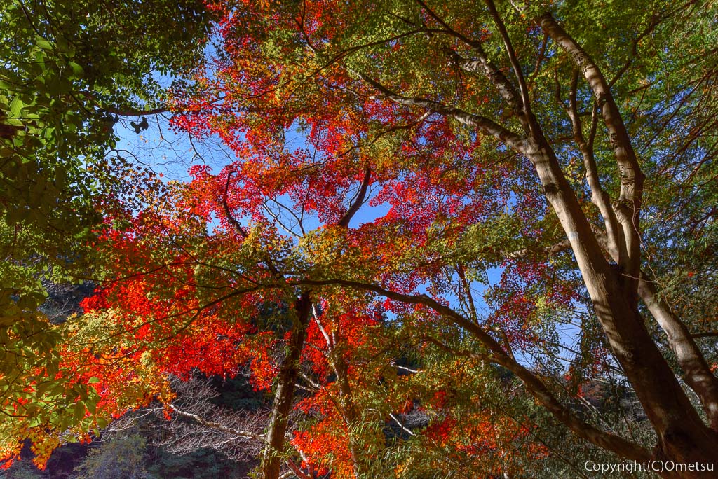 青梅市・御岳渓谷遊歩道の、紅葉
