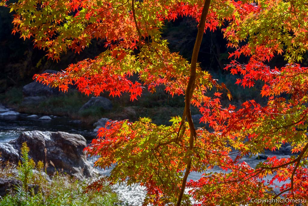 青梅市・御岳渓谷遊歩道の、紅葉