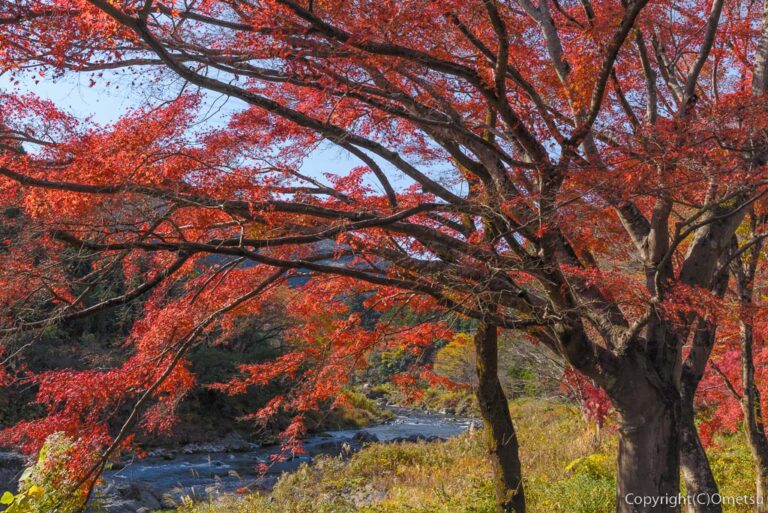 青梅市・御岳渓谷の紅葉
