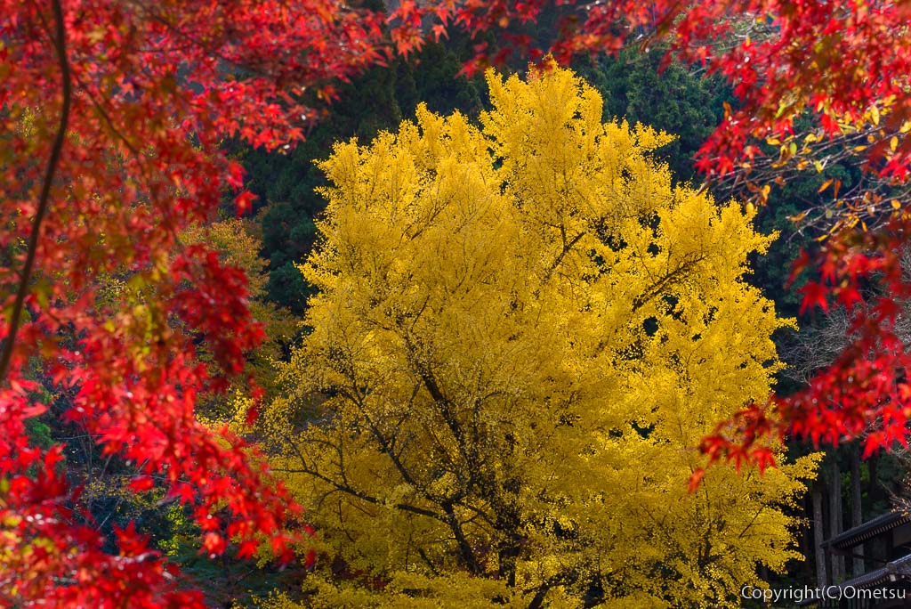 青梅市・御岳渓谷の紅葉と、玉堂美術館のイチョウの黄葉