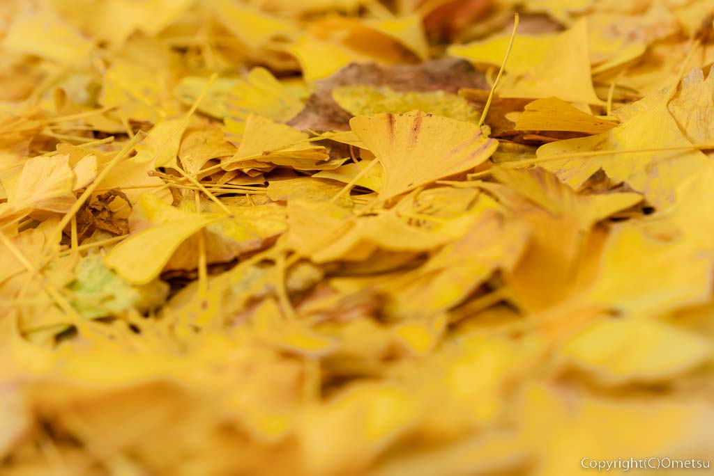 青梅市・御岳の、玉堂美術館・イチョウの黄葉の落ち葉