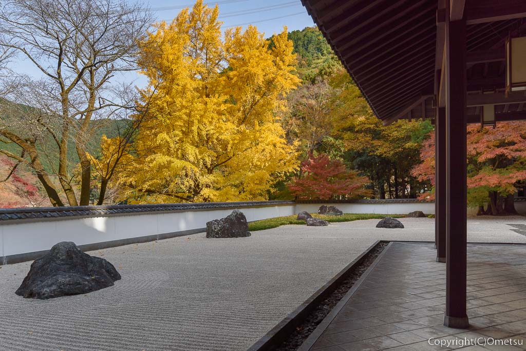 青梅市・御岳の、玉堂美術館・枯山水の日本庭園と、イチョウの黄葉