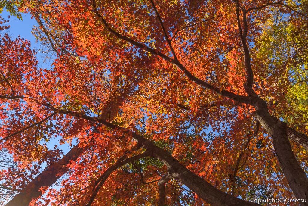 青梅の森・紅葉のモミジ