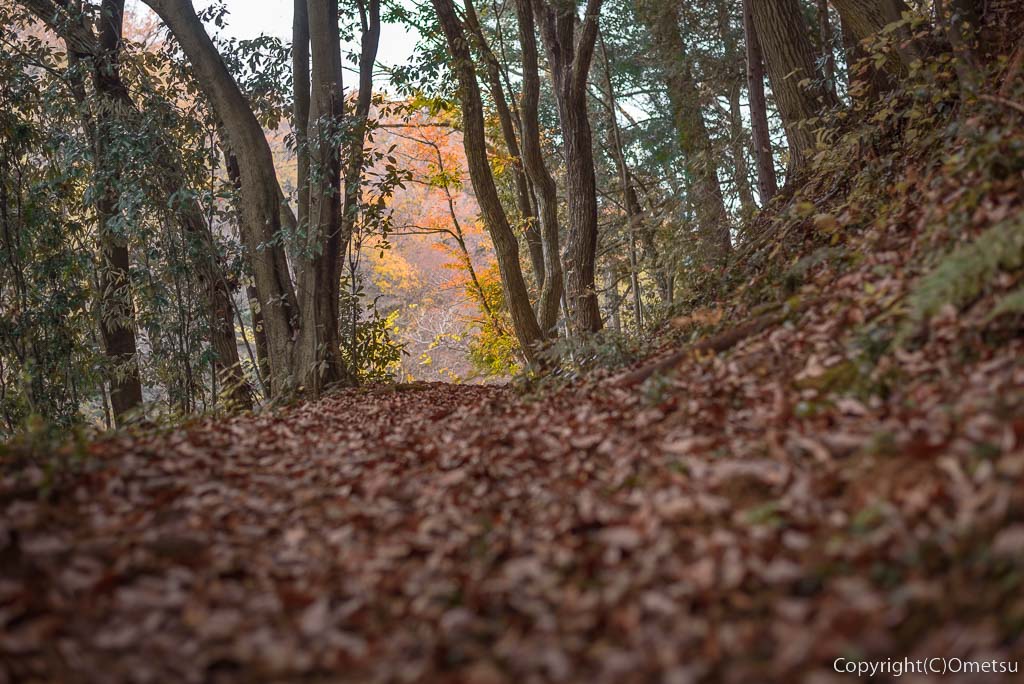 青梅の森・落ち葉の道