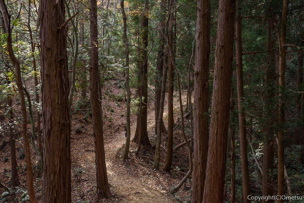 青梅の森・杉林の登山道