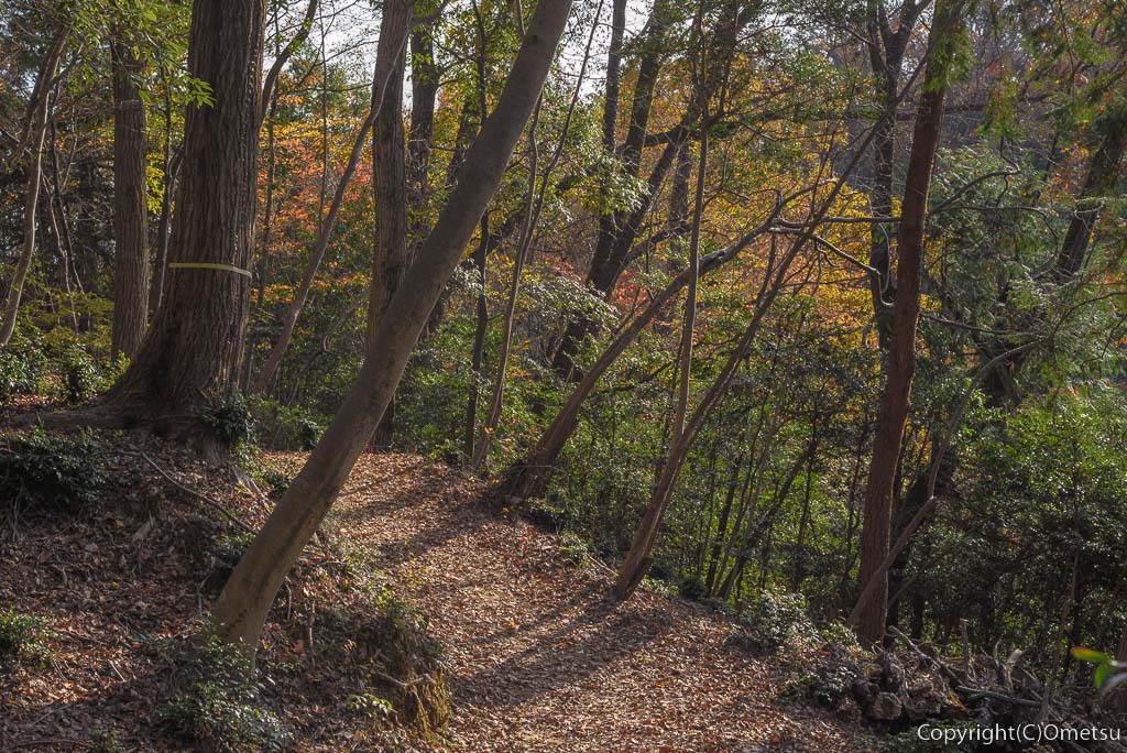 青梅の森・雑木林の登山道