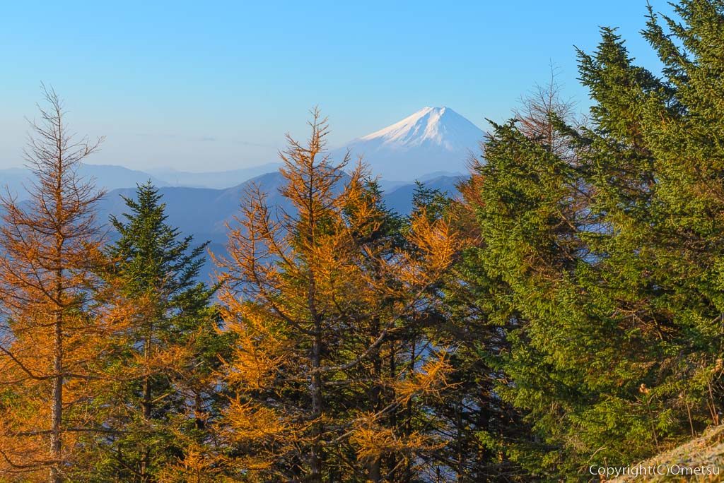 雲取山からの富士山と、カラマツ