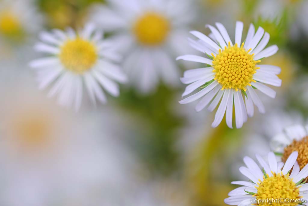 カワラノギクの花