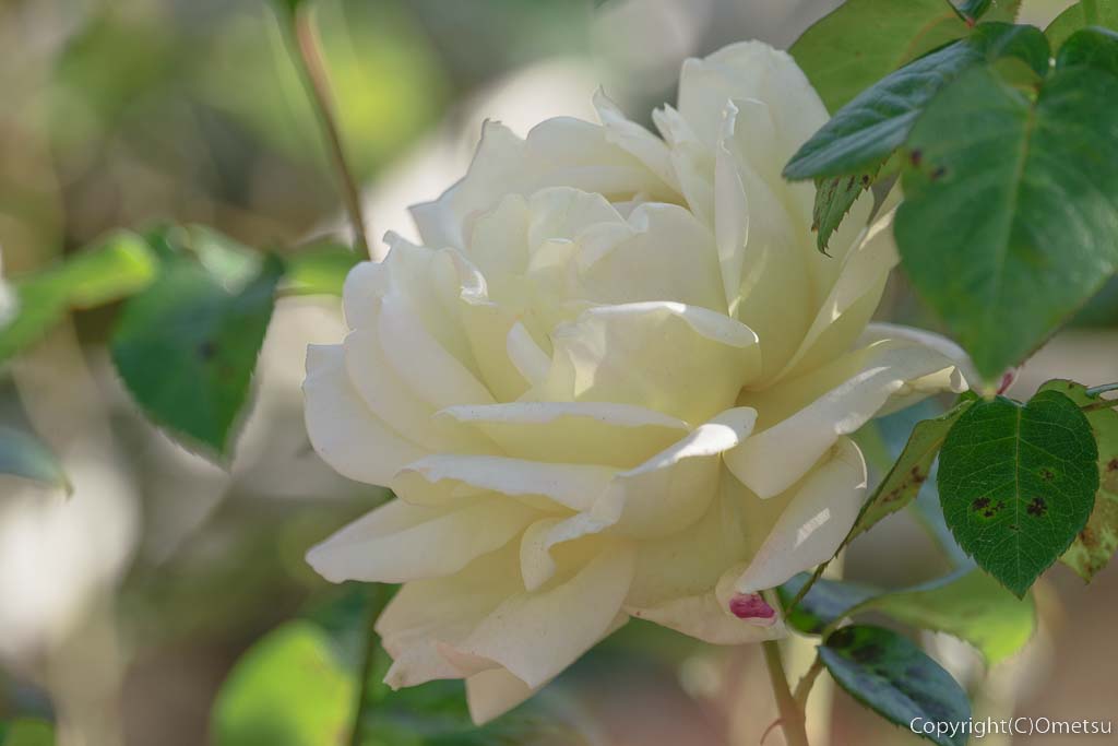 東京都あきる野市・都立秋留台公園の、白バラ