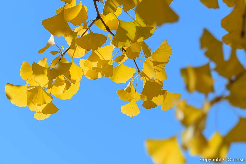 東京都あきる野市・都立秋留台公園の、イチョウの黄葉の葉