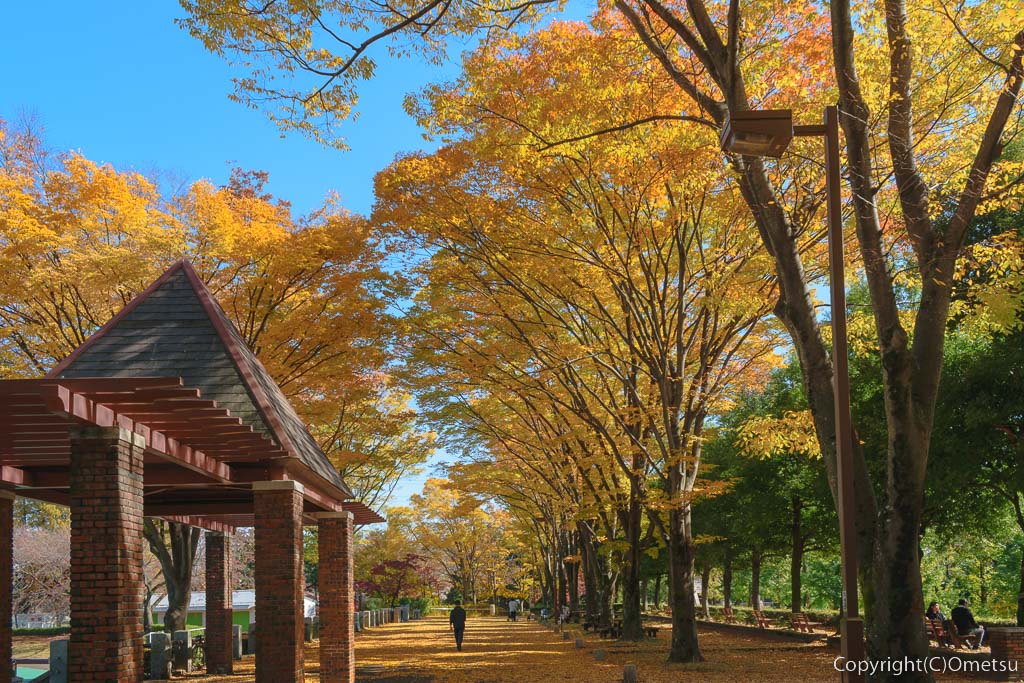 東京都あきる野市・都立秋留台公園の、紅葉の並木道
