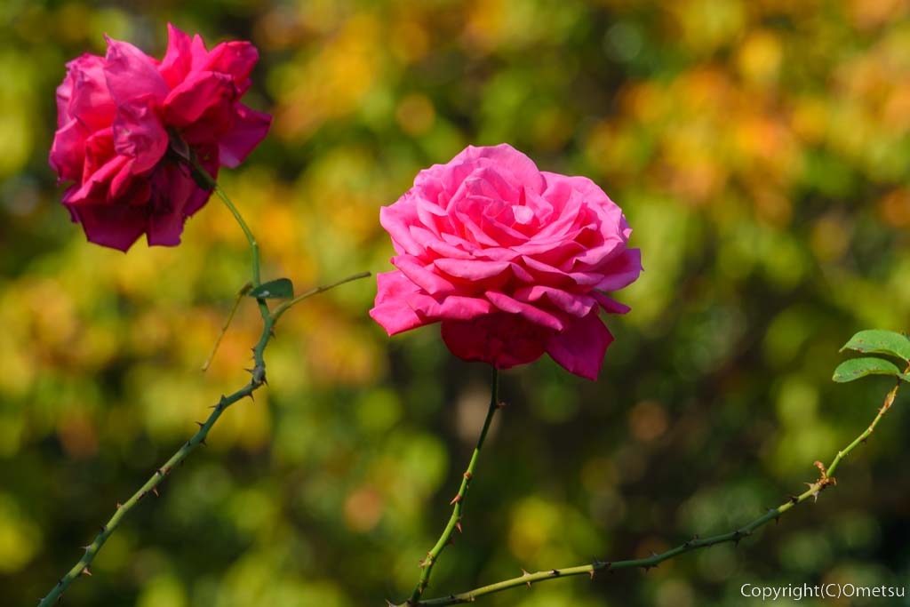 東京都あきる野市・都立秋留台公園の、赤バラ