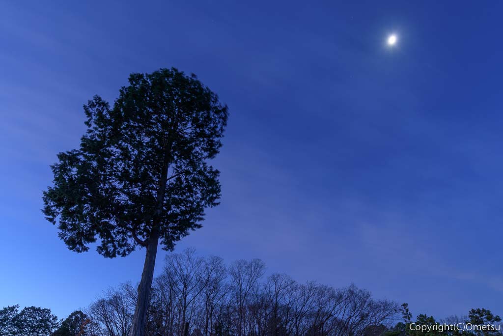 青梅市・長渕丘陵「赤ぼっこ」の一本ヒノキと月の夜景