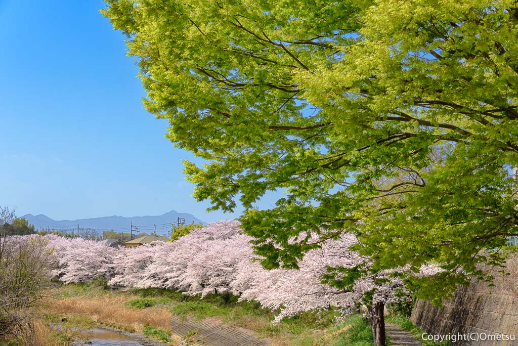 あきる野・平井川の桜と、大岳山