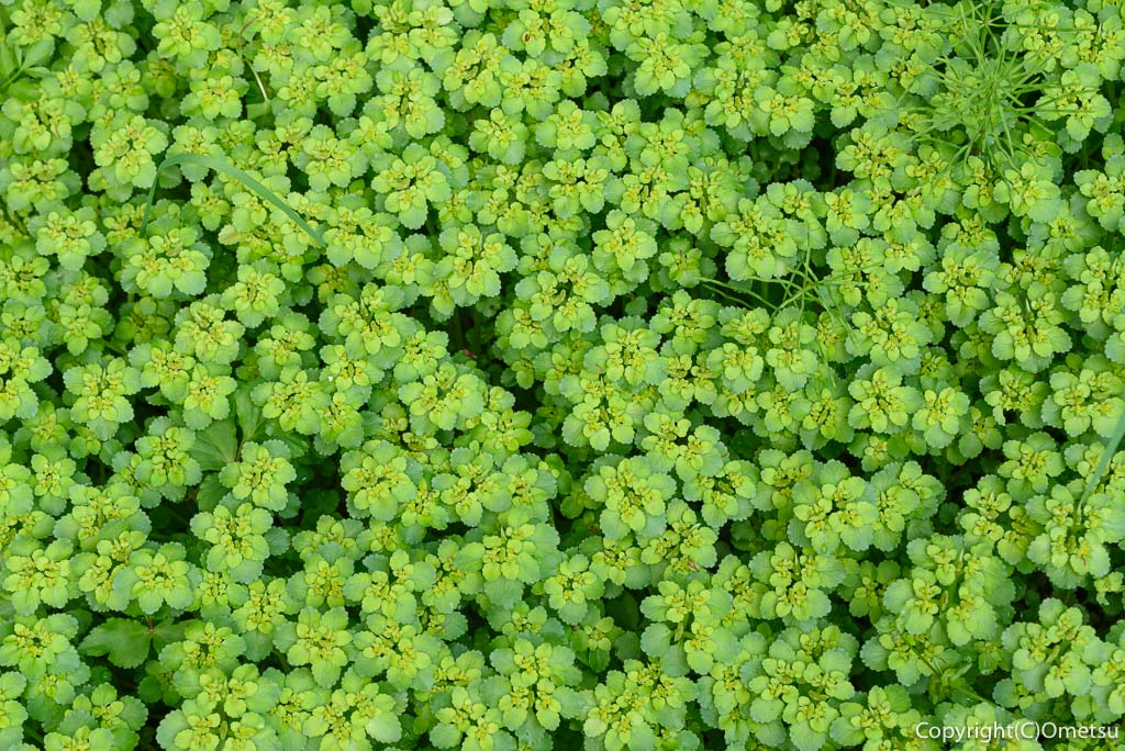 青梅市・青梅の森・ネコノメソウ