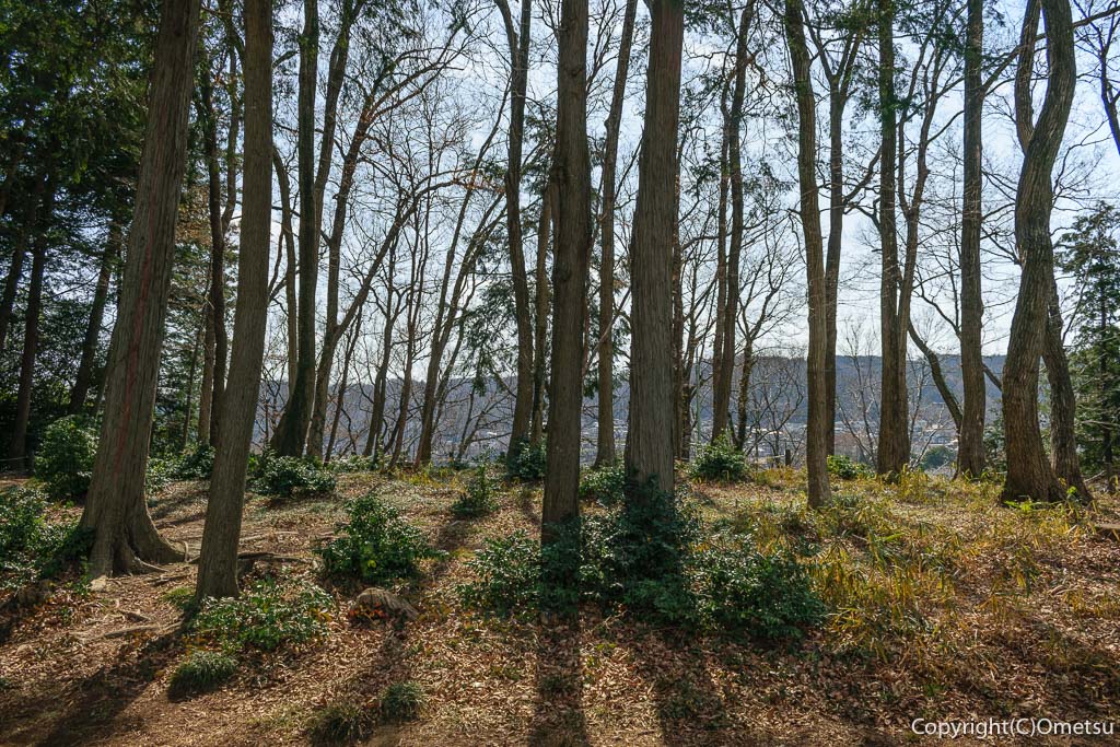 羽村市・小作緑地公園の、雑木林と展望