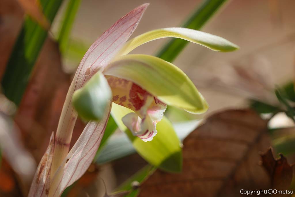 羽村市・小作緑地公園の、シュンラン