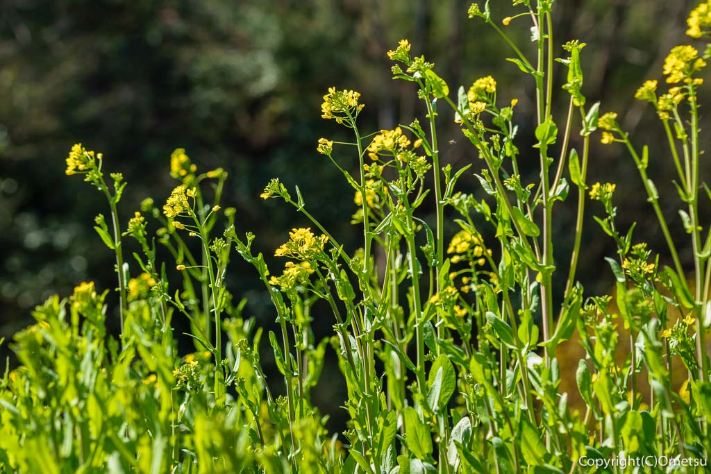 青梅市・青梅の森・ムササビ広場 付近の、菜の花