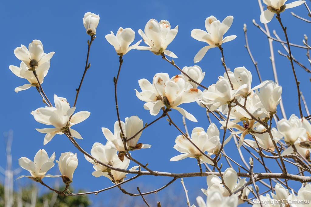 青梅市・青梅の森・ムササビ広場 付近の木蓮