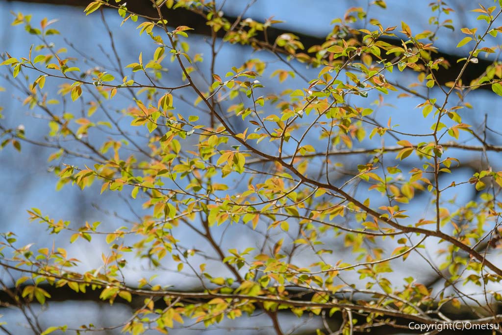 青梅市・青梅の森・ムササビ広場 付近の、新緑