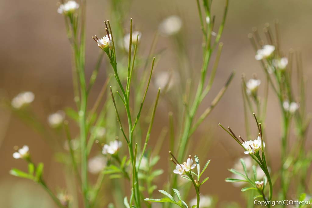 青梅市・青梅の森・ムササビ広場の、タネツケバナ
