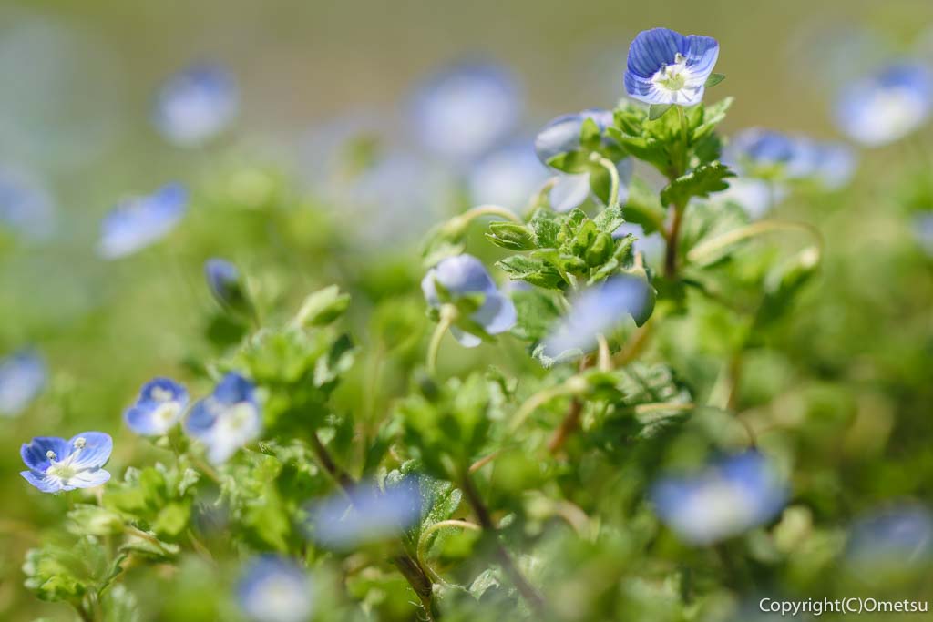 青梅市・青梅の森・ムササビ広場の、オオイヌノフグリ