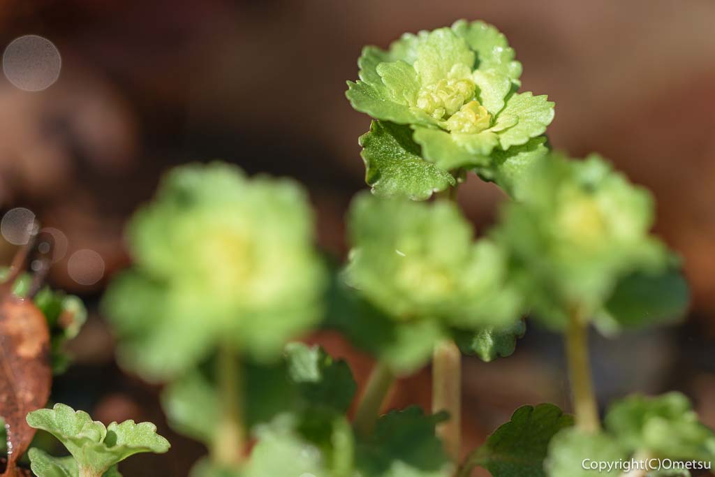 青梅市・青梅の森・ネコノメソウ