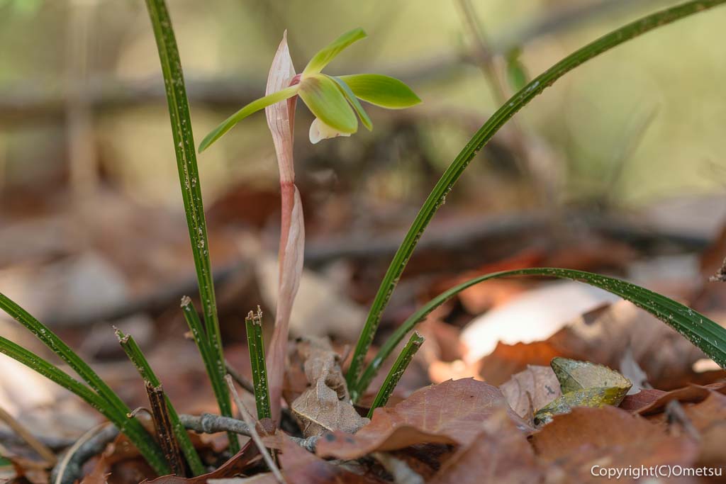 青梅市・青梅の森・シュンラン