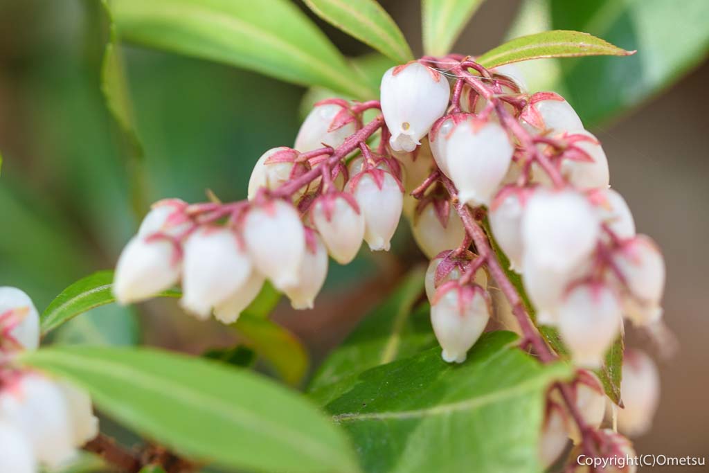 青梅の森の、アセビ