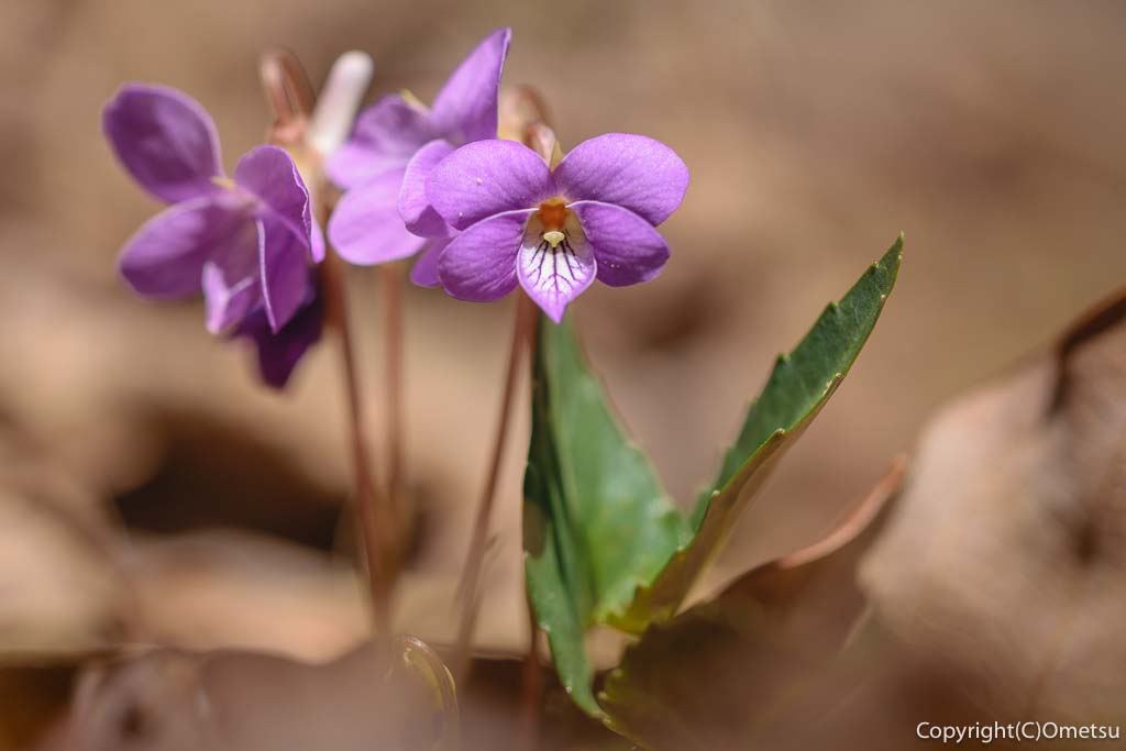 青梅の森の、マキノスミレ