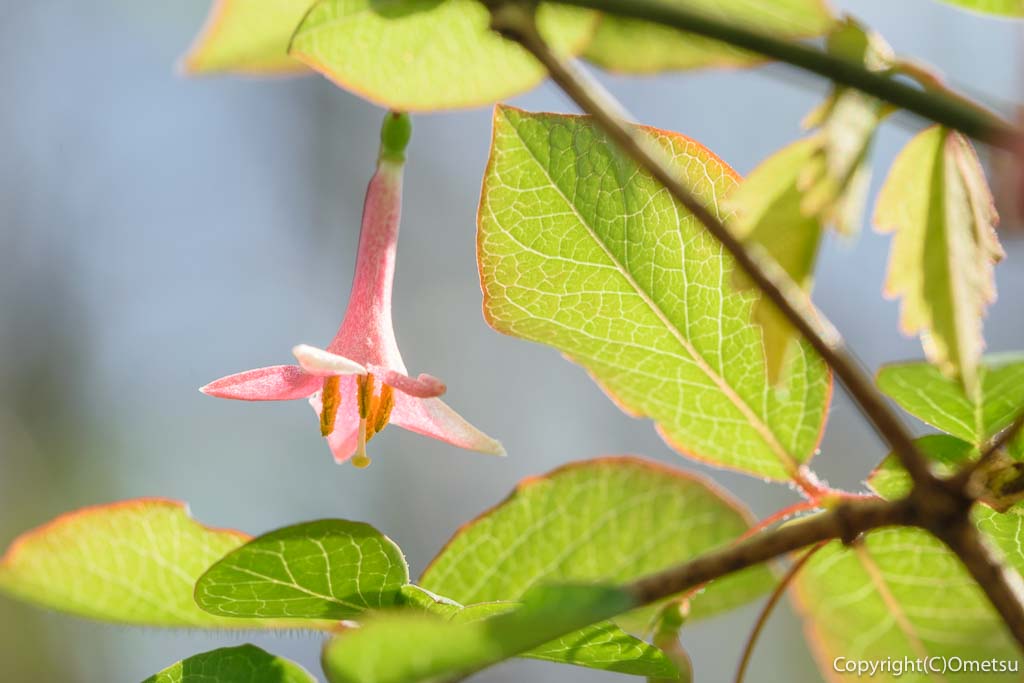 青梅市・友田の雑木林の、ウグイカズラ