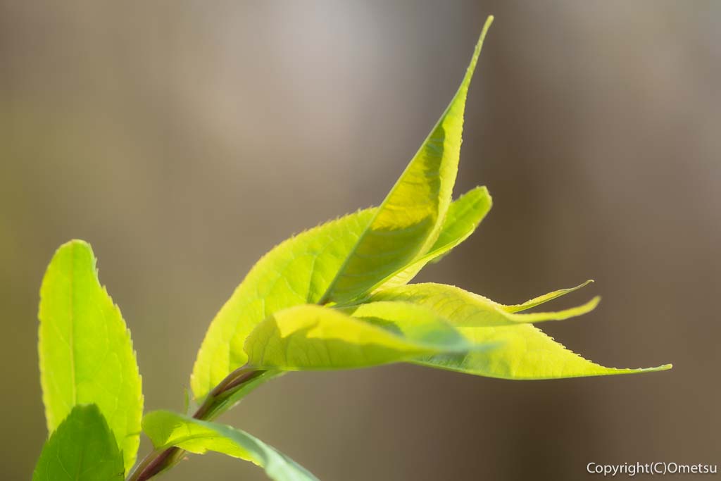 青梅市・友田の雑木林の、芽吹き