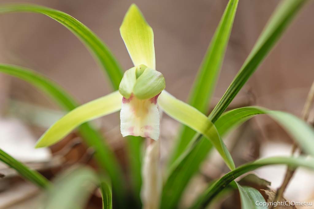 青梅市・友田の、シュンラン